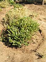 Westringia Fruticosa (en Corse) (01) (Photo F. Mrugala)